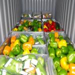Bell Peppers For Export in Best Price