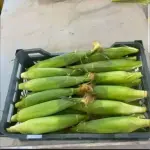 Corn Supplier in Iran For Export In Best Price
