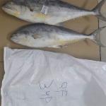 King Mackerel Iranian in Wholesale F or Best Price