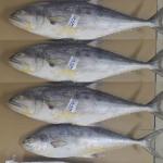 King Mackerel Iranian in Wholesale F or Best Price