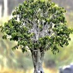 Phosphite Potassium Fertilizer Liquid For Wholesale