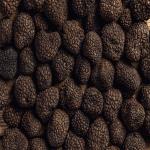 Premium Wild Black Truffles from Iran – Ready for Supply In Best Price