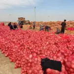 Wholesale Fresh white Onion For Export At Cooperation Price