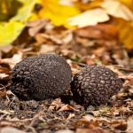 Premium Wild Black Truffles from Iran – Ready for Supply In Best Price