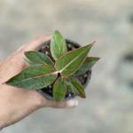 Aglaonema Lipstick (Red Siam) For Export