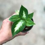 Dieffenbachia Memoria Corsii For Export Only