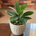 Ficus Cyathistipula Wholesale Export