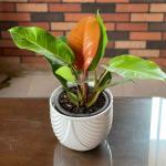 Philodendron Prince Of Orange Exports Only In Wholesale