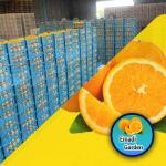 Organic Tangerines Wholesale at Best Price