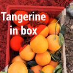 Fresh Organic Tangerines Wholesale at Best Price