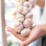 Fresh Iran Garlic For Wholesale in Best Price