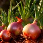 Iran Fresh Onion Ready To Supply In Bulk Order