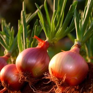 Iran Fresh Onion Ready To Supply In Bulk Order At Best Prices