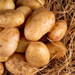 Iranian Fresh Potato For Wholesale In Best Price Order Now
