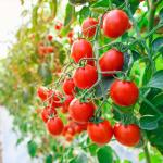 Fresh Tomatoes In Wholesale Price