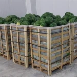 Iranian watermelon supplier Best Price Order Now