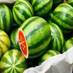 Iranian Export of Watermelon for Wholesale At Best Price