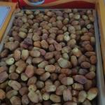 Zahedi & Shahani Dates Wholesale In Iran & Supplier