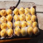 Zahedi & Shahani Dates Wholesale In Iran & Supplier