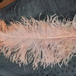 Burgundy Ostrich Feathers Lace Manufacture All Size Available In Stock