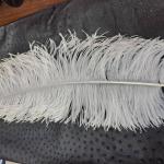 Burgundy Ostrich Feathers Lace Manufacture All Size Available In Stock