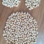 Wholesale Supplier of Iranian Pistachios – Buy Pistachios in Bulk Price