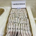 Lizard Fish For Export In The Best Price