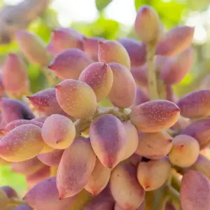 Pistachio Supplier Seraj