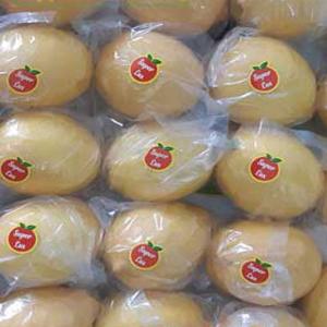 Wholesale Lemon Export | Fresh Iranian Lemons Supplier | Best Price & Bulk Supply