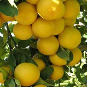Wholesale Sweet Lemon Export | Premium Quality & Competitive Prices