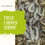 Farmed Shrimp Wholesale – Premium Bushehr Shrimp Supplier for Export