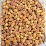 Premium Zahedi Dates Wholesale In Iran