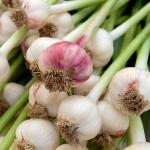 Iranian Garlic Export – Bulk Supply at Wholesale Prices