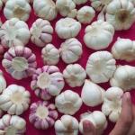 Iranian Garlic Export – Bulk Supply at Wholesale Prices