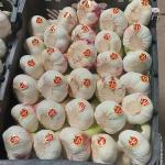 Iranian Garlic Export – Bulk Supply at Wholesale Prices