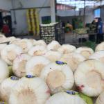 Iranian Garlic Export – Bulk Supply at Wholesale Prices