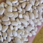 Order Now Dehydrated Navy Beans Wholesale For Export In Best Price