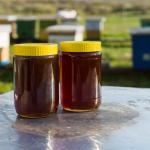 Cedar Natural Honey In Iran For Export at Best PRICE