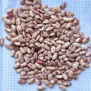 Uzbek Pinto Beans for Export – Quality, Affordability Combined