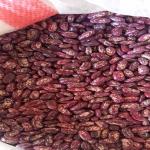 Iranian Red-Speckled Kidney Beans – Bulk Export with Competitive Prices and Jumbo Packaging