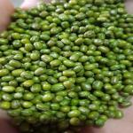 Organic Uzbek and Afghan Green Mung Beans in 25g, 50kg