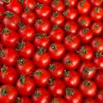 Iranian Tomato Wholesale & Great Supply