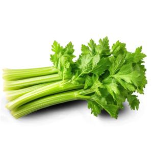 Iranian Celery Export – Bulk Supply at Competitive Prices