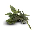 Dried Basil leaves for Export – Wholesale Bulk Supply at Best Price