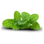 Wholesale Export of Premium Dried Mint – High Quality & Best Prices