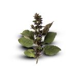 Wholesale Export of Premium Grade Dried Patchouli Leaf Natural Aroma