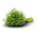 Premium Iranian Dried Dill for Bulk Export