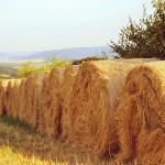 Supplying quality Straw and Hay for domestic and export customers