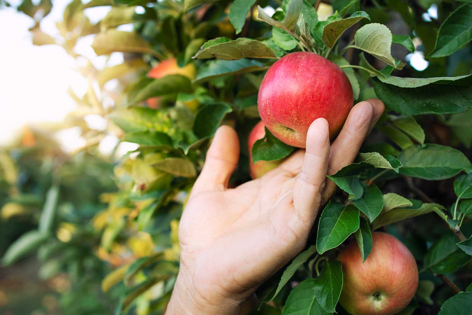 apple-at-easa-rakhshan-garden.jpg