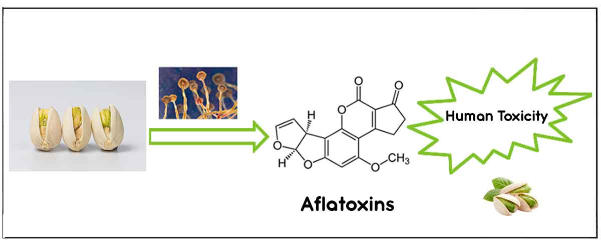 Aflatoxin-Toxicity-Persian-Pistachio